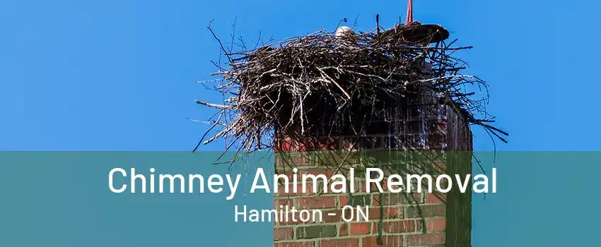 Chimney Animal Removal Hamilton - ON