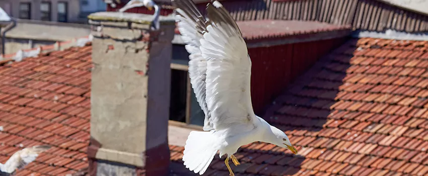 Residential Chimney Animal Removal Solution in Hamilton, ON